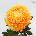 Peony Mum Dyed (Chrysanthemum) - Orange Peel (5 Stems)