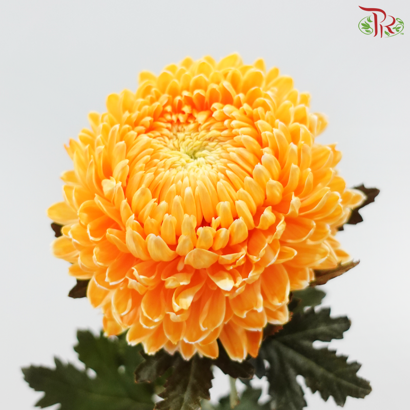 Peony Mum Dyed (Chrysanthemum) - Orange Peel (5 Stems)