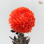 Peony Mum Dyed (Chrysanthemum) - Neon Coral Pink (5 Stems)