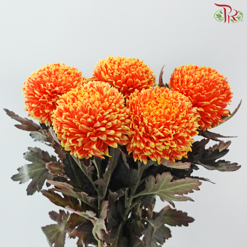 Peony Mum Dyed (Chrysanthemum) - Orange With Yellow Lining (5 Stems)