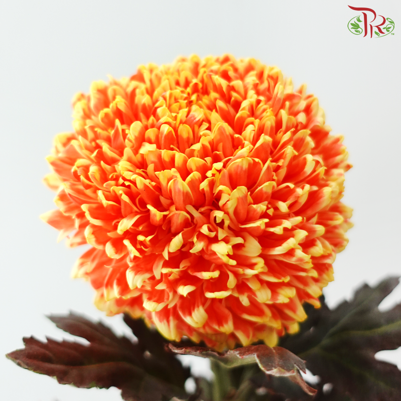 Peony Mum Dyed (Chrysanthemum) - Orange With Yellow Lining (5 Stems)