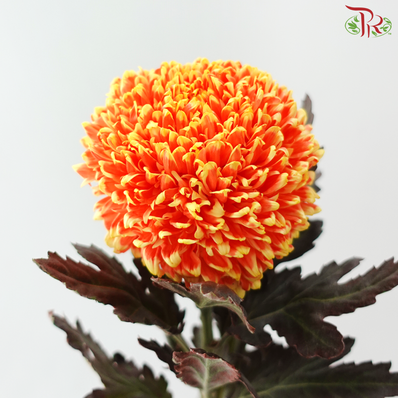 Peony Mum Dyed (Chrysanthemum) - Orange With Yellow Lining (5 Stems)