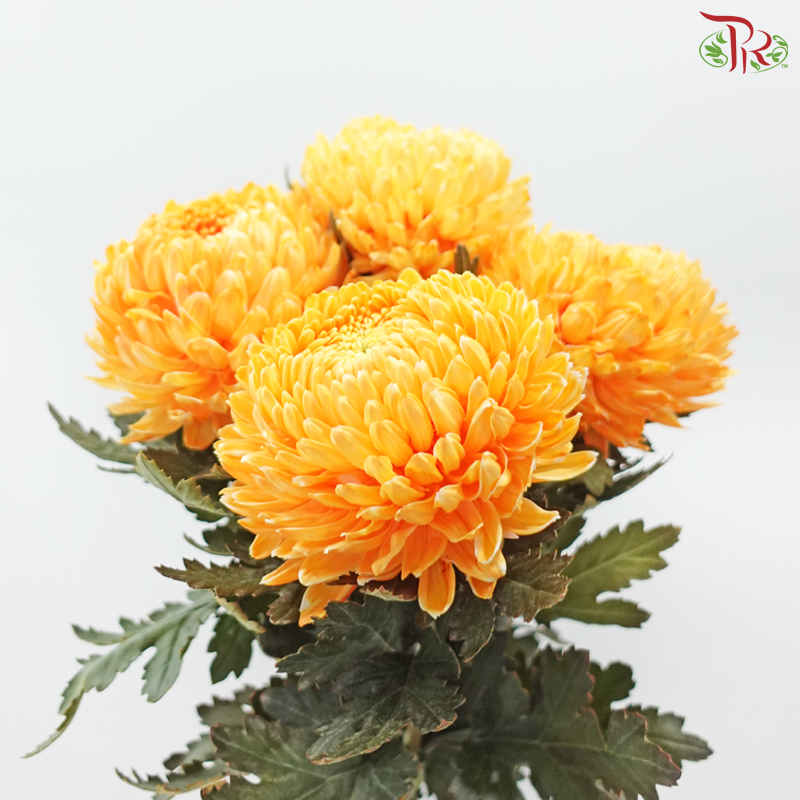 Peony Mum Dyed (Chrysanthemum) - Orange Peel (5 Stems)