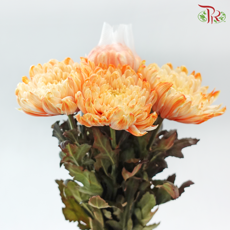 Peony Mum Dyed (Chrysanthemum) - Orange 43TY (5 Stems)