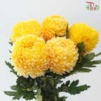 Peony Mum Dyed (Chrysanthemum) - Amber Yellow (5 Stems)