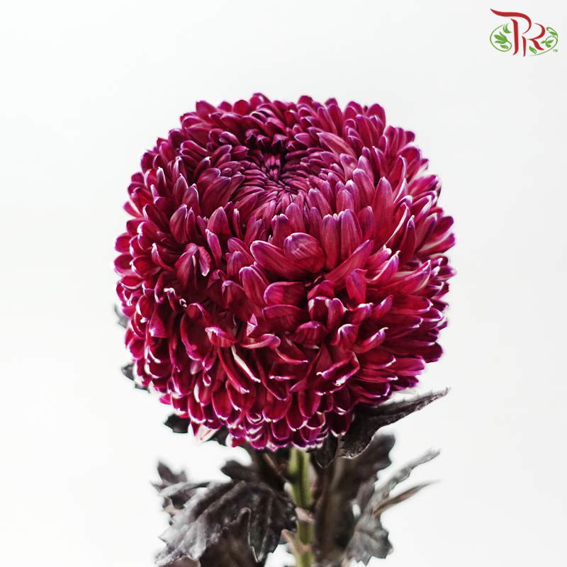 Peony Mum Dyed (Chrysanthemum) - Magenta (5 Stems)