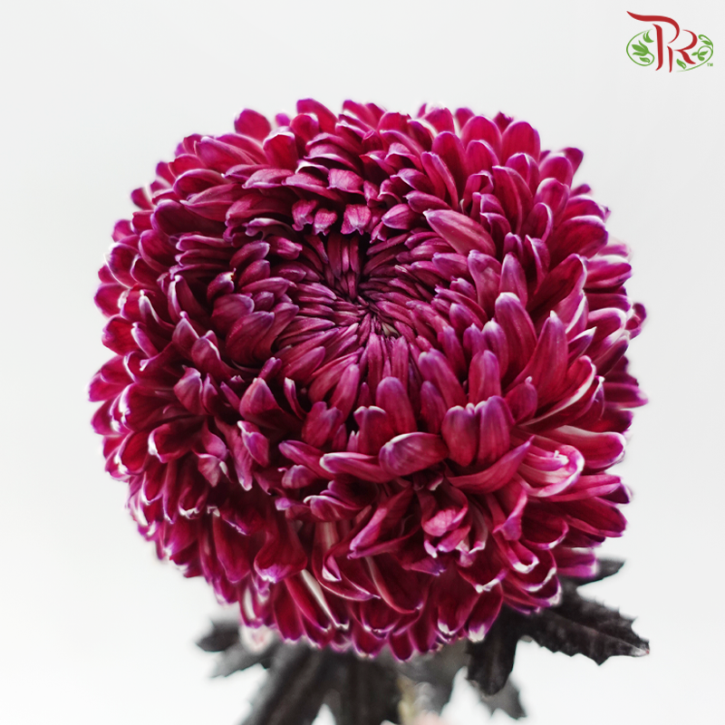 Peony Mum Dyed (Chrysanthemum) - Magenta (5 Stems)