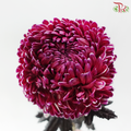Peony Mum Dyed (Chrysanthemum) - Magenta (5 Stems)