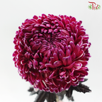 Peony Mum Dyed (Chrysanthemum) - Magenta (5 Stems)