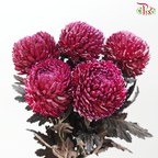 Peony Mum Dyed (Chrysanthemum) - Magenta (5 Stems)