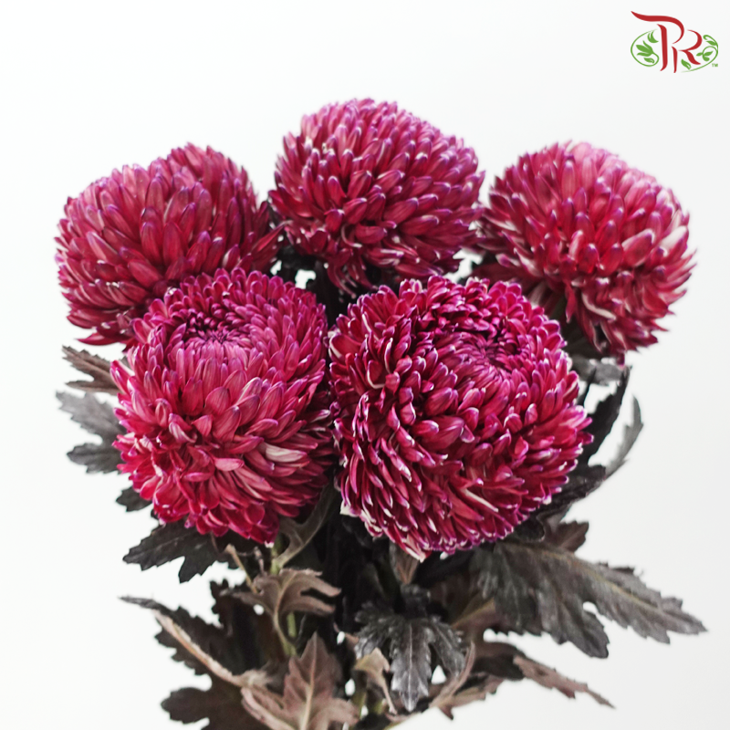 Peony Mum Dyed (Chrysanthemum) - Magenta (5 Stems)