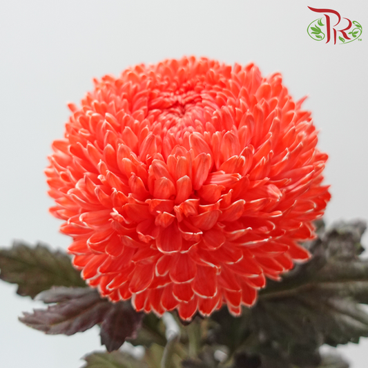 Peony Mum Dyed (Chrysanthemum) - Coral Red (5 Stems)