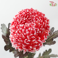 Peony Mum Dyed (Chrysanthemum) - Crimson (5 Stems)