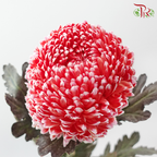 Peony Mum Dyed (Chrysanthemum) - Crimson (5 Stems)