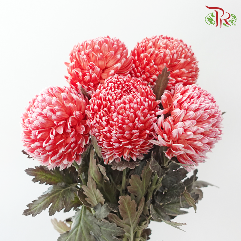 Peony Mum Dyed (Chrysanthemum) - Crimson (5 Stems)