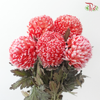 Peony Mum Dyed (Chrysanthemum) - Crimson (5 Stems)