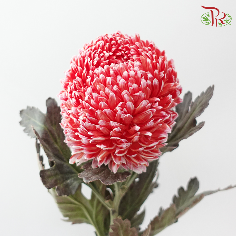 Peony Mum Dyed (Chrysanthemum) - Crimson (5 Stems)