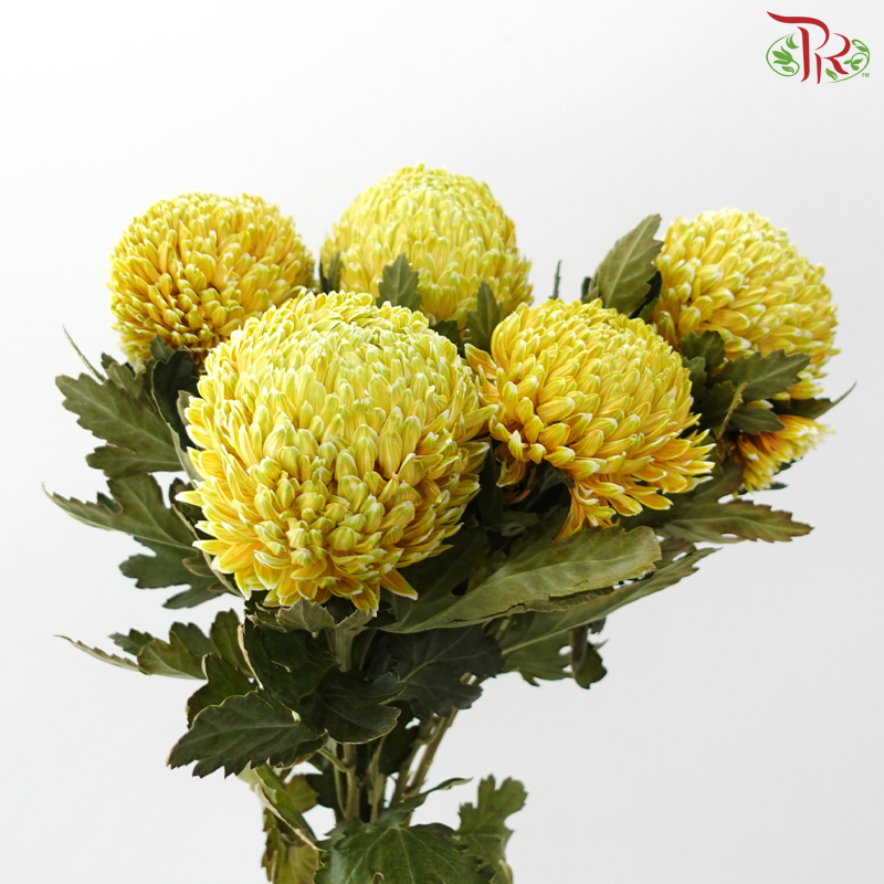 Peony Mum Dyed (Chrysanthemum) - Chatreuse (5 Stems)