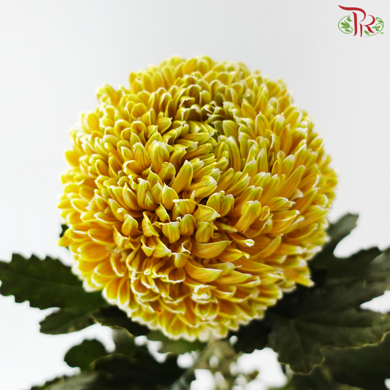 Peony Mum Dyed (Chrysanthemum) - Chatreuse (5 Stems)