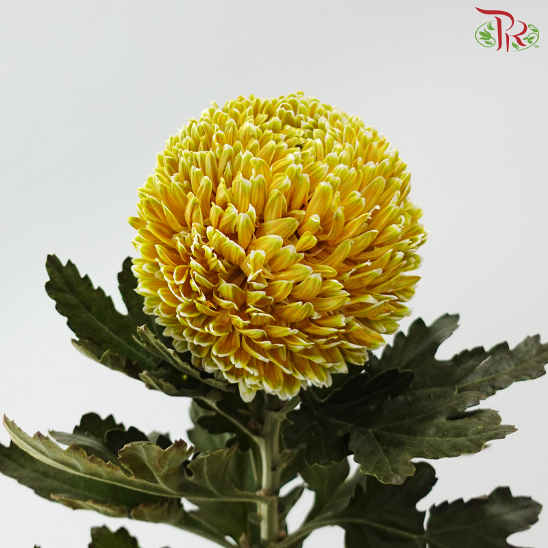 Peony Mum Dyed (Chrysanthemum) - Chatreuse (5 Stems)