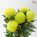 Peony Mum Dyed (Chrysanthemum) - Lime Green (5 Stems)