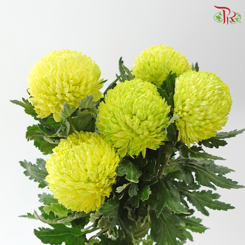 Peony Mum Dyed (Chrysanthemum) - Lime Green (5 Stems)