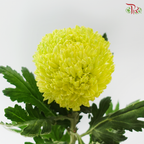 Peony Mum Dyed (Chrysanthemum) - Lime Green (5 Stems)