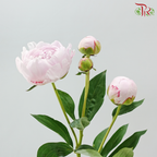 Peony Spray - Sara Pink (5 Stems)