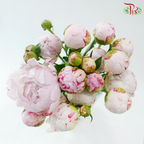 Peony Spray - Sara Pink (5 Stems)