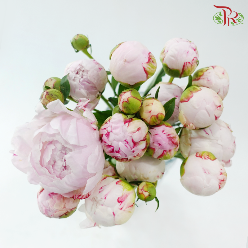 Peony Spray - Sara Pink (5 Stems)