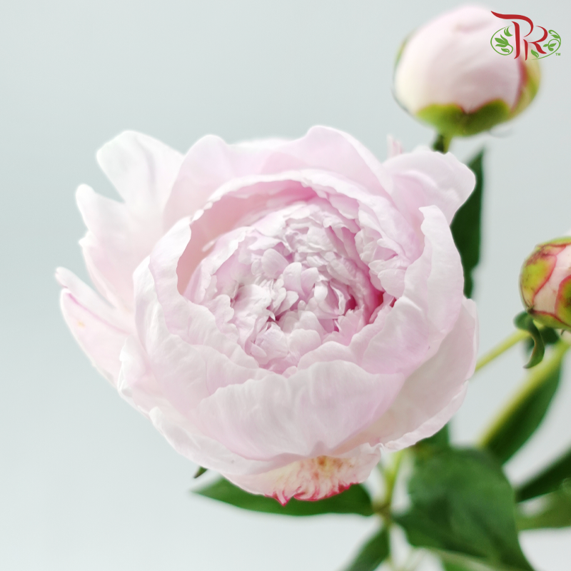 Peony Spray - Sara Pink (5 Stems)