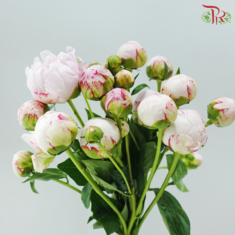 Peony Spray - Sara Pink (5 Stems)