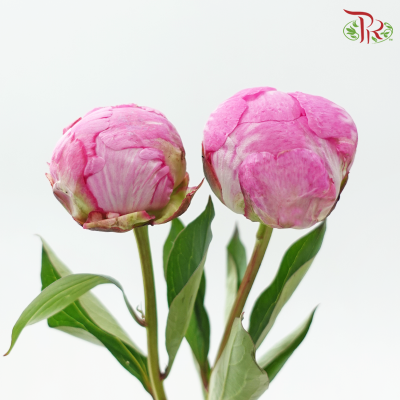 Peony - Pink (2 Stems) ***Fragile (Small /Medium Size)