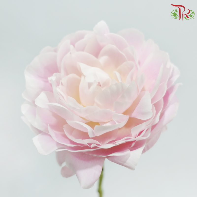 Peony - Taki No Yosoi / Kaguya Hime  (5 Stems) (Small / Medium Head) **Fragile**