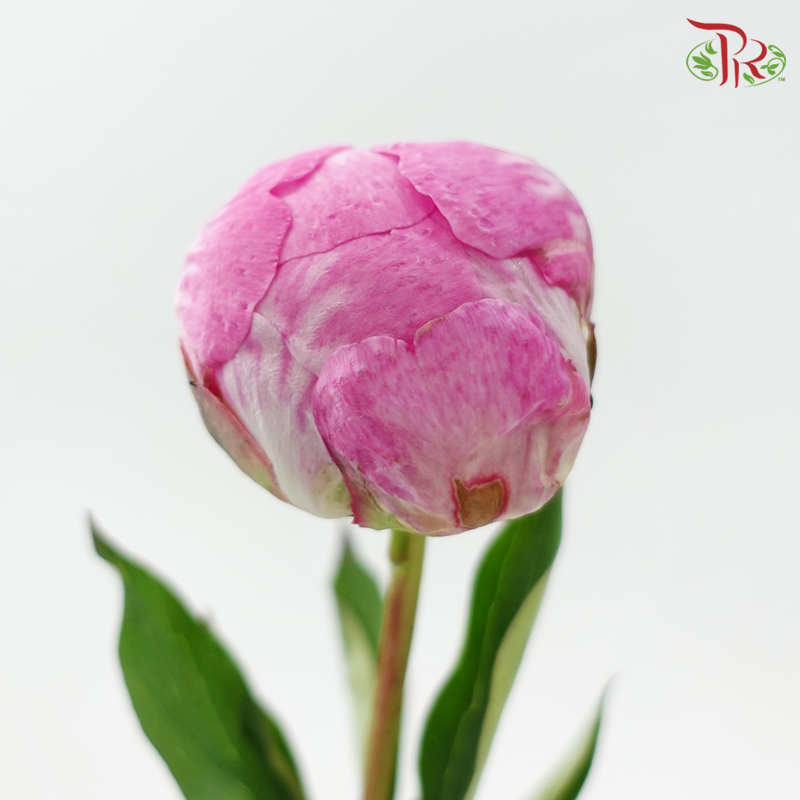 Peony - Pink (2 Stems) ***Fragile (Small /Medium Size)