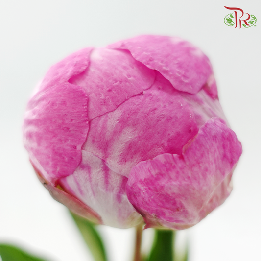 Peony - Pink (2 Stems) ***Fragile (Small /Medium Size)