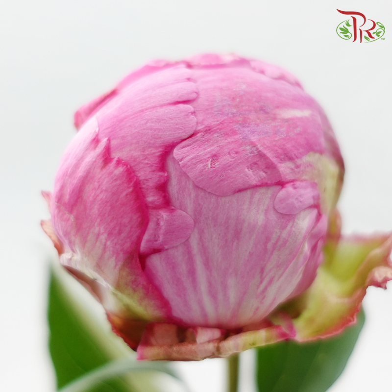 Peony - Pink (2 Stems) ***Fragile (Small /Medium Size)