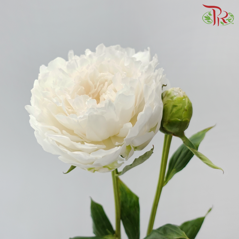 Peony - Shirayuki Hime (5 Stems) (Small / Medium Head) **Fragile**