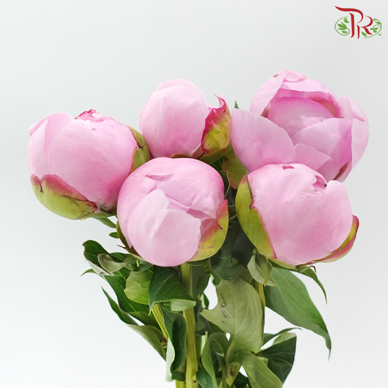 Peony - Angel Cheek - ***FRAGILE (5 Stems)***(Small / Medium Head)