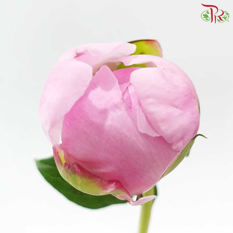 Peony - Angel Cheek (5 Stems) (Small / Medium Head) **Fragile**
