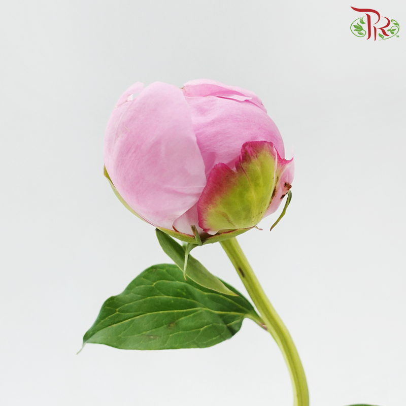 Peony - Angel Cheek (5 Stems) (Small / Medium Head) **Fragile**