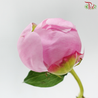 Peony - Angel Cheek (5 Stems) (Small / Medium Head) **Fragile**