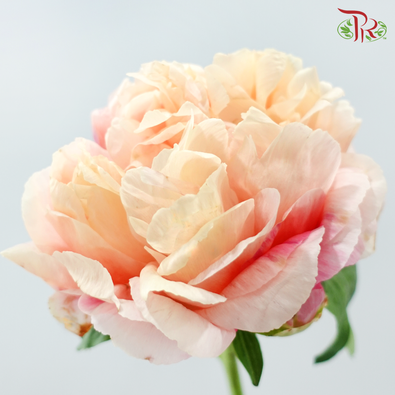 Peony - Coral Sunset ***FRAGILE (2 Stems)***(Small / Medium Head)