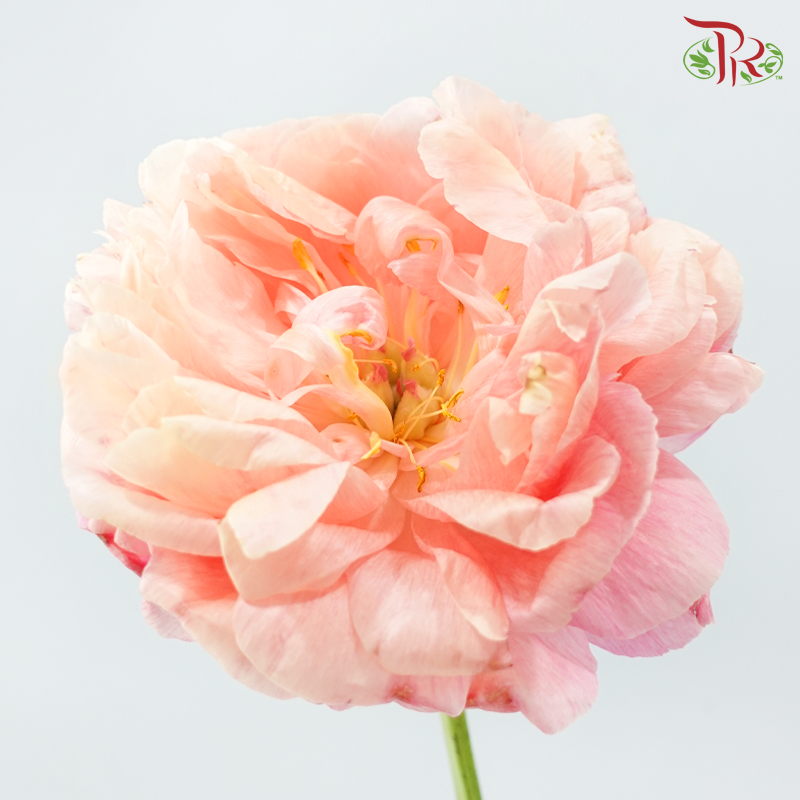 Peony - Coral Sunset ***FRAGILE (2 Stems)***(Small / Medium Head)