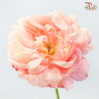 Peony - Coral Sunset ***FRAGILE (2 Stems)***(Small / Medium Head)