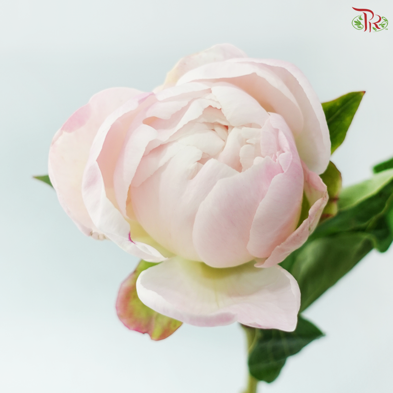Peony - Pearl / Pecher 佩尔 ***FRAGILE (5 Stems)***(Small / Medium Head)