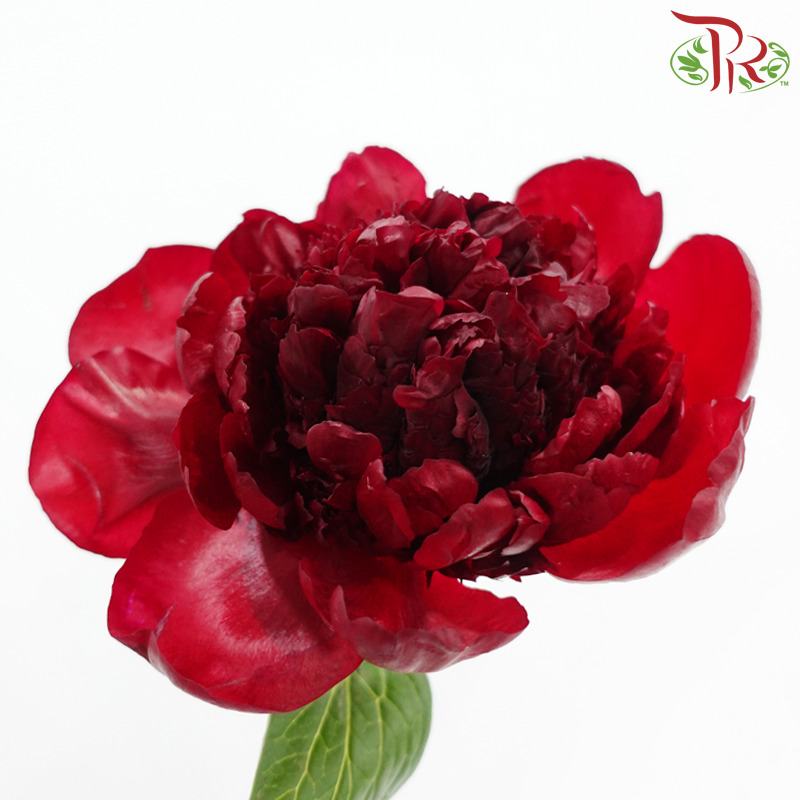 Peony - Red Charm ( 2 Stems )  ***Fragile (Small /Medium Size)