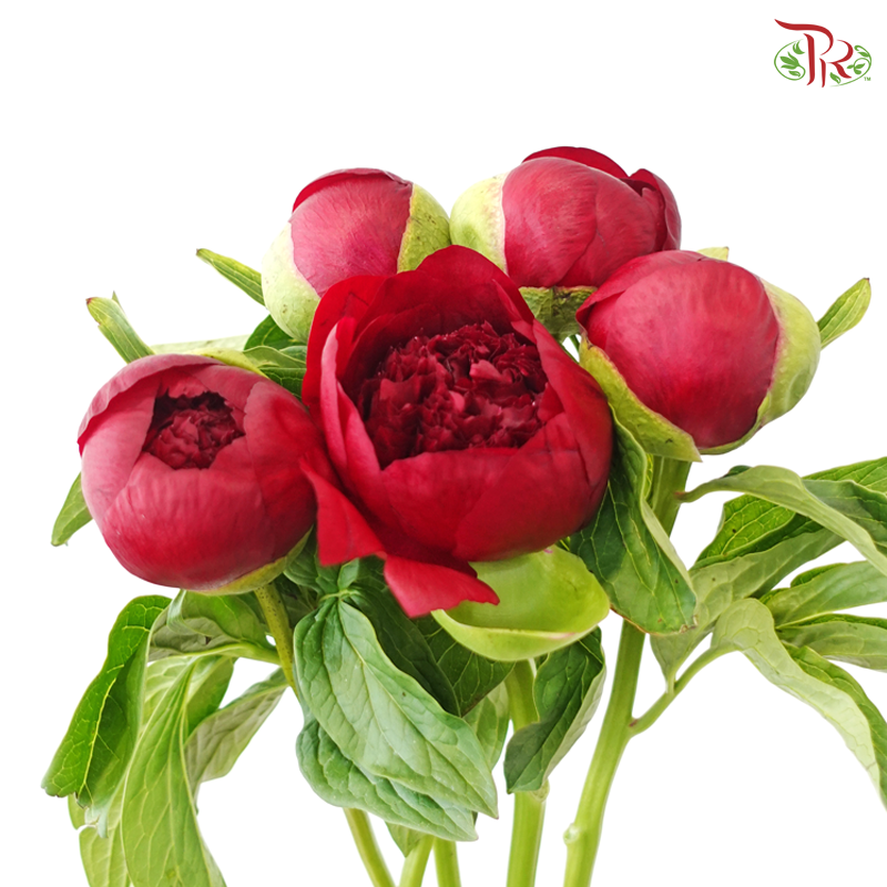 Peony - Red Charm ( 2 Stems )  ***Fragile (Small /Medium Size)