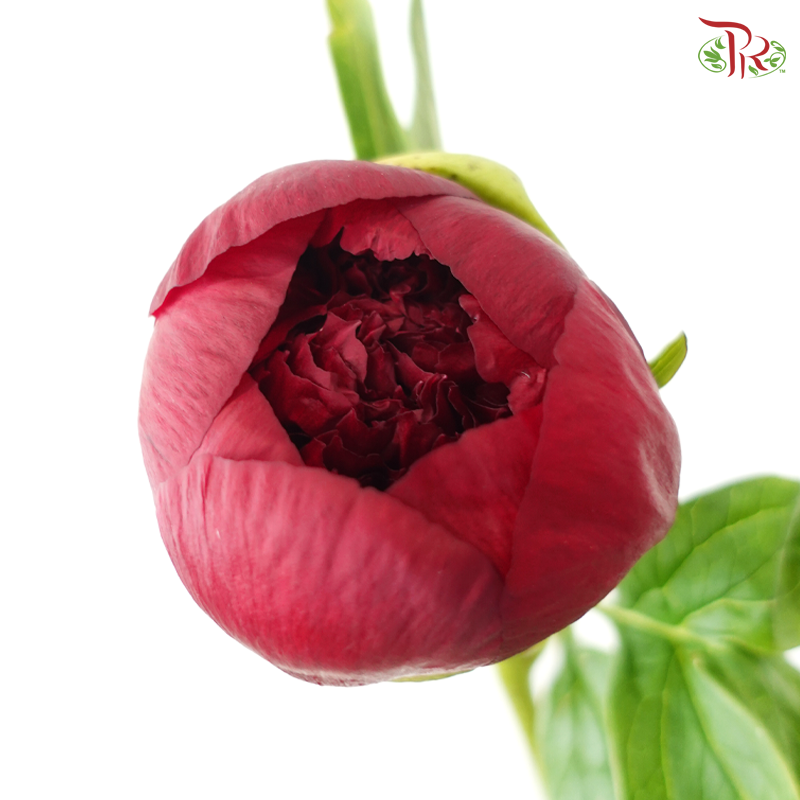 Peony - Red Charm ( 2 Stems )  ***Fragile (Small /Medium Size)
