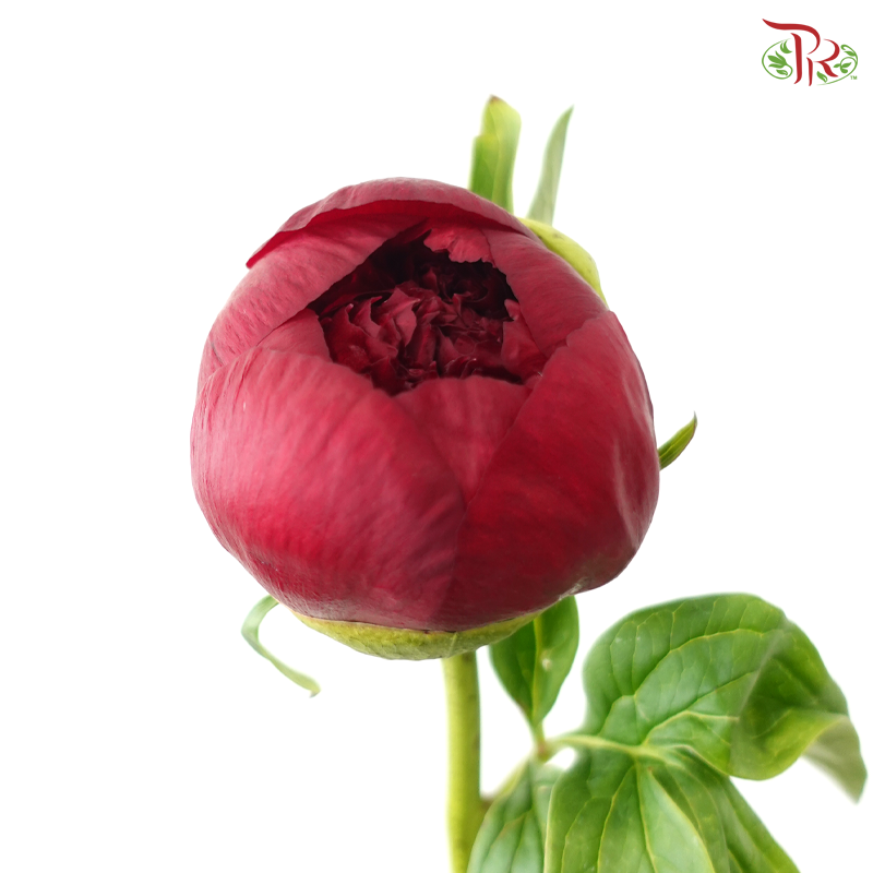 Peony - Red Charm ( 2 Stems )  ***Fragile (Small /Medium Size)